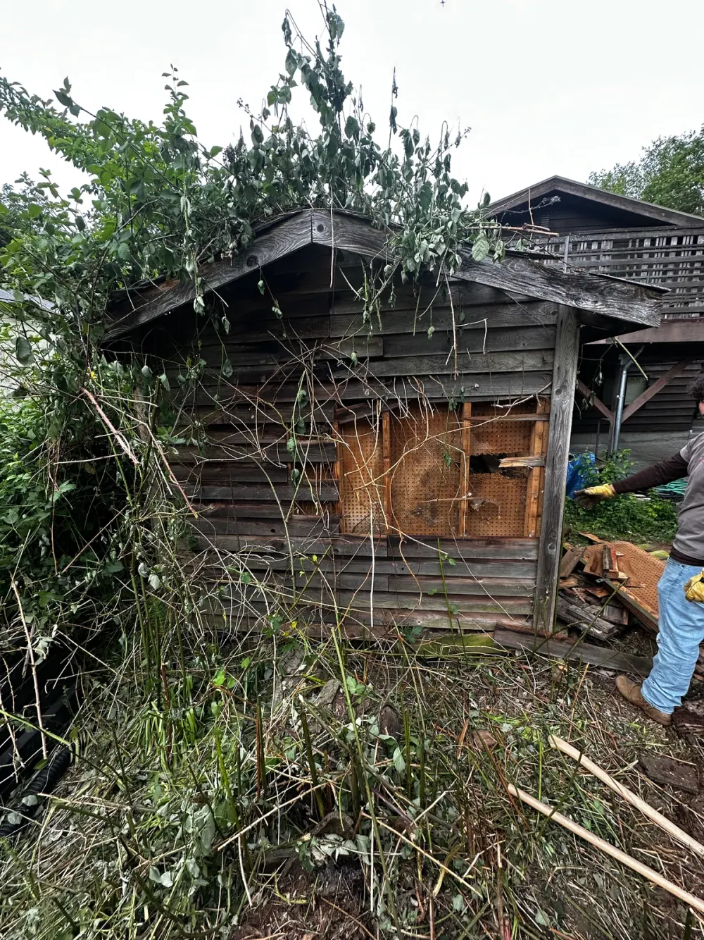 Weathered wooden shed before teardown